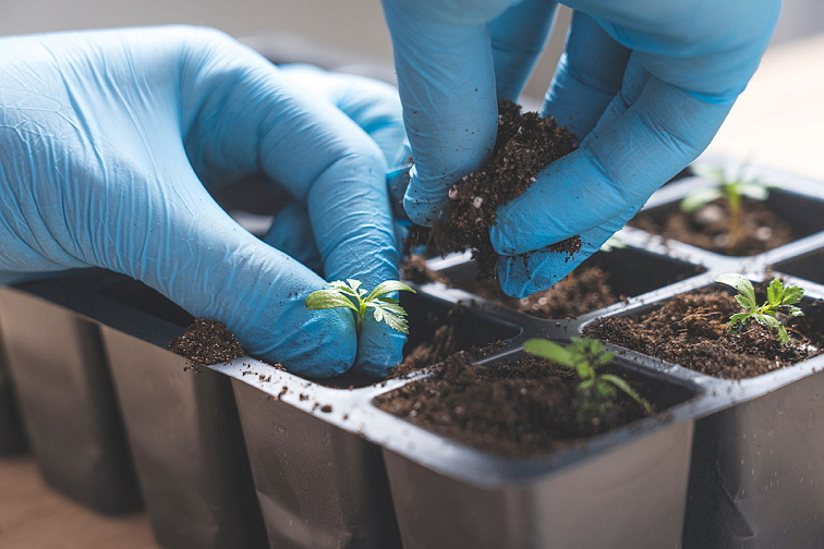 BIO Měsíček lékařský – Calendula officialis, SEMENA