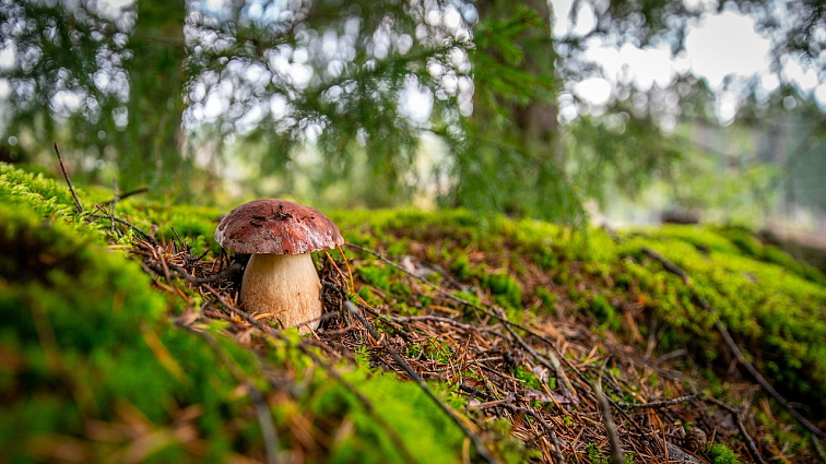 Nordic Nature Porcini 67%