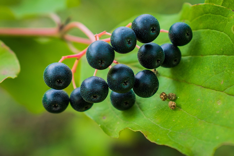 Nordic Nature Blackcurrant 63%