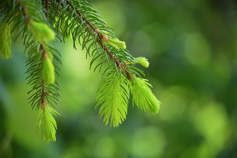 Nordic Nature Spruce Shoots 66%