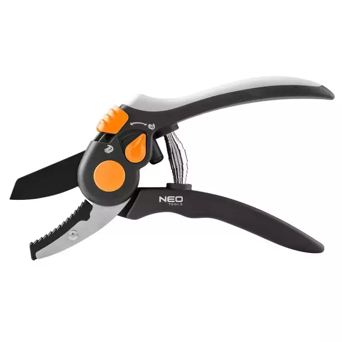 Fenykl a fenykl mexický – jak je pěstovat na zahradě?