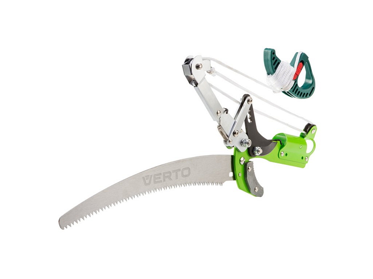 Velké srdce - pěstování, péče, požadavky