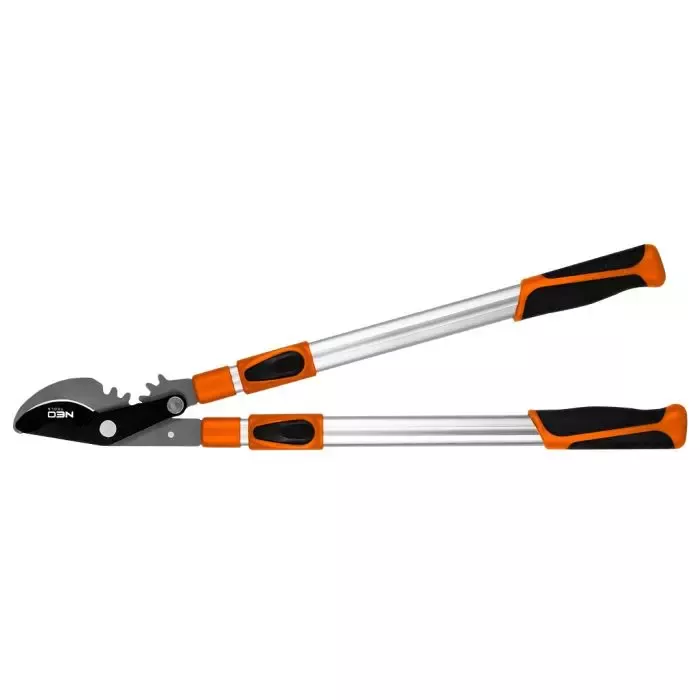 Fenykl a fenykl mexický – jak je pěstovat na zahradě?