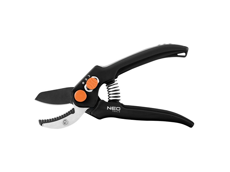 Prořezávání borůvek - jak a kdy pečovat o ovocné keře?