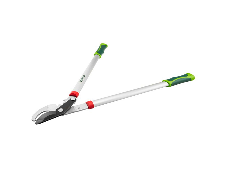 Šalvěj lesklá - pěstování, péče, odrůdy