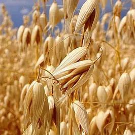 FIJI Hydratační a osvěžující opalovací mlha, sprej na opalování