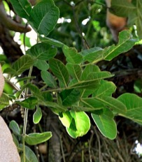 RAME PROFUMO parfém