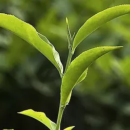 EVERYDAY BODY LOTION přírodní hydratační krém na tělo