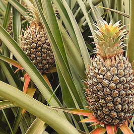 RE DUCTION krém bahno na celulitidu