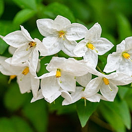 MATITA PROFUMO parfém