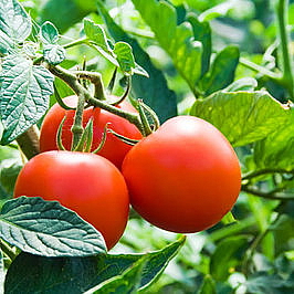 THESERUM H hydratační pleťové sérum