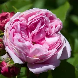 EVERYDAY BODY LOTION přírodní hydratační krém na tělo