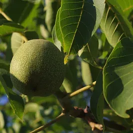 CARAMEL LIPOGEL výživná hydratační péče o rty s leskem