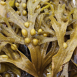 MORE koncentrát proti celulitidě