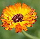 CLOUD MOUSSE čistící pěna pro mastnou a citlivou pleť