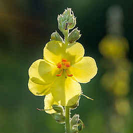 THESERUM H hydratační pleťové sérum