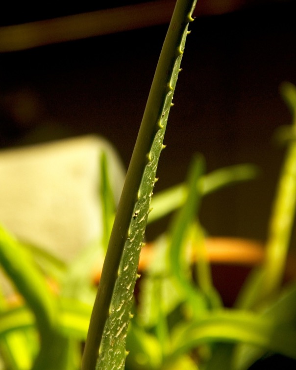 HAIRSPRAY AIR BLACK lak na vlasy se středně silnou fixací a Panthenolem