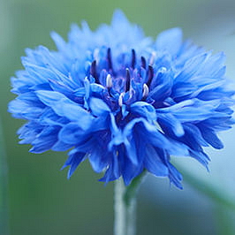 DEEP SKIN omlazující sérum proti vráskám