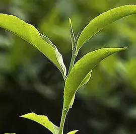 DEO SPRAY UNISEX Deodorant bez hliníku