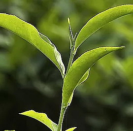 SAINT MARTIN OIL suchý masážní olej na tělo s monoi a vitaminem E