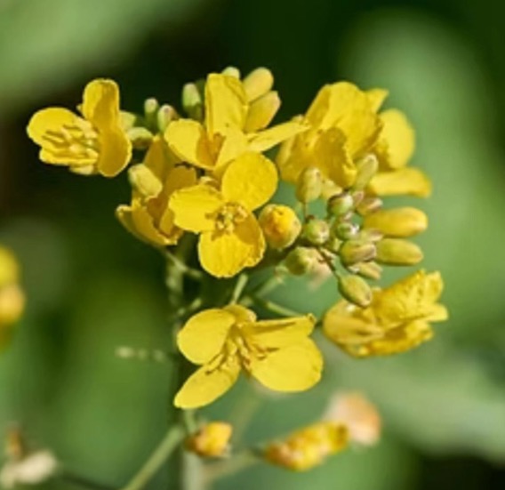 TRIO čistící krém