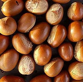SCALP BENEFIT péče na mastné vlasy, na lupy, svědění vlasové pokožky a padání vlasů