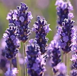 SEA SALT SPRAY omlazující sprej s mořskou solí