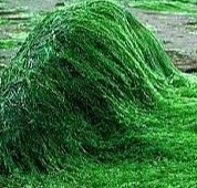 THESERUM C Pleťové sérum s vitamínem C