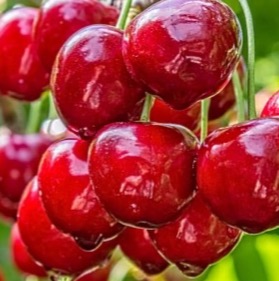 ECLIPSE SPF 50 sérum s kyselinou hyaluronovou