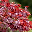MAPLE RINSE kondicionér na suché vlasy