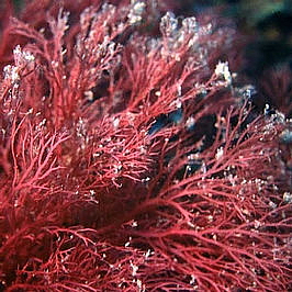 SUN TAN MINERAL 30 SPF minerální opalovací krém na tvář a tělo