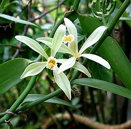 IN AMBER PROFUMO parfém