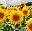 NATURAL SPRAY lak na vlasy se střední fixací bez aerosolu