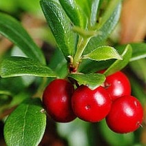 CALMING MASK omlazující a rozjasňující maska pro obnovu povrchu pleti
