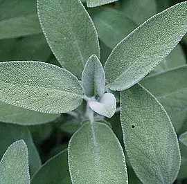 BLU RINSE modrá maska na vlasy proti žlutým tónům