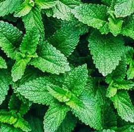 PURIFYING BODY LOTION osvěžující jemný tělový krém