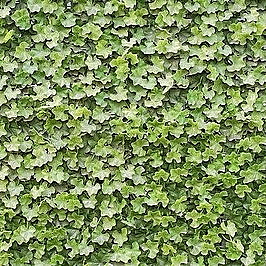 MORE koncentrát proti celulitidě