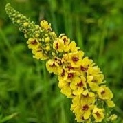 IN AMBER WASH Šampon pro snadné rozčesávání a lesk vlasů