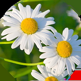 CLOUD MOUSSE čistící pěna pro mastnou a citlivou pleť