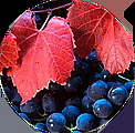 GRAPE MASSAGE OIL tělový masážní olej