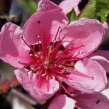 ECLIPSE SPF 50 sérum s kyselinou hyaluronovou