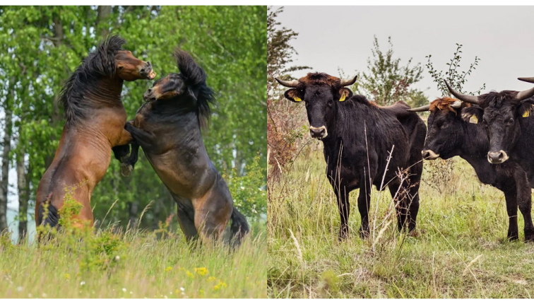 Projekt Česká krajina