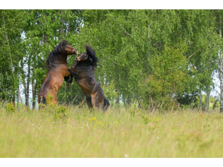 Podpora České krajiny