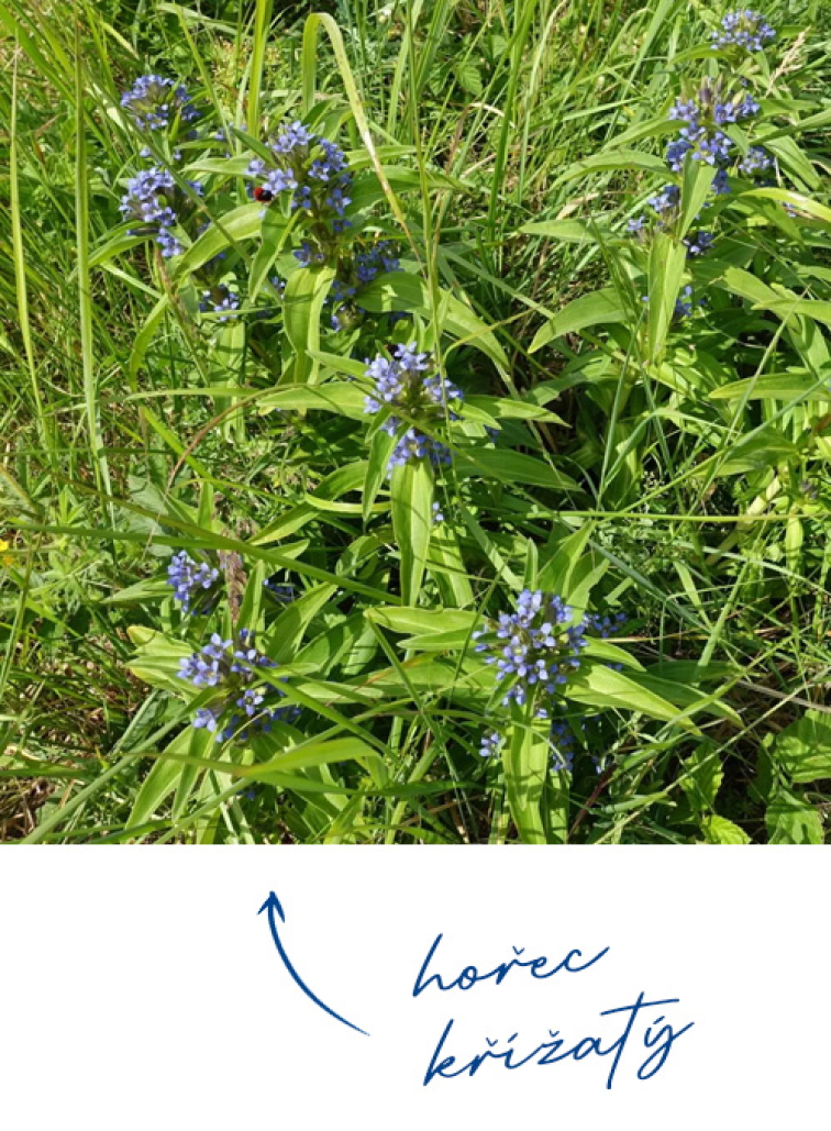 Projekt Česká krajina