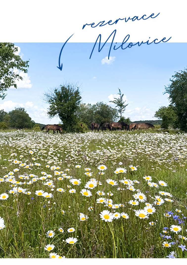 Projekt Česká krajina