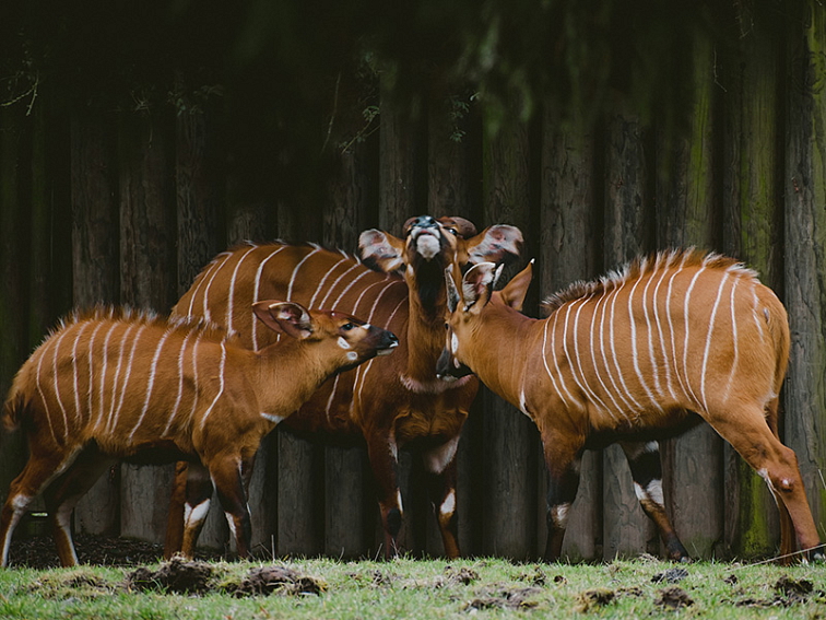 Bonghemia adoptovala bonga horského. CBD konopí podporuje zvířat v zoo a safari park dvůr králové