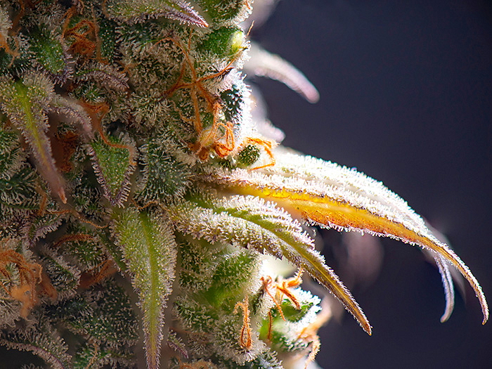 Bonghemia adoptovala bonga horského. CBD konopí podporuje zvířat v zoo a safari park dvůr králové