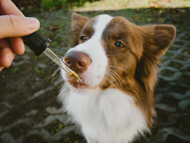2,5% CBD Kapky "Pro Zvířata"