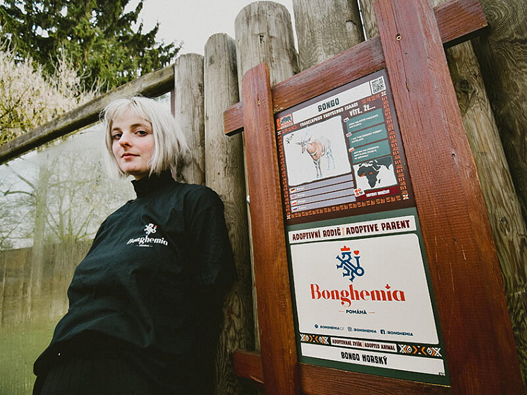 Bonghemia adoptovala bonga horského. CBD konopí podporuje zvířat v zoo a safari park dvůr králové