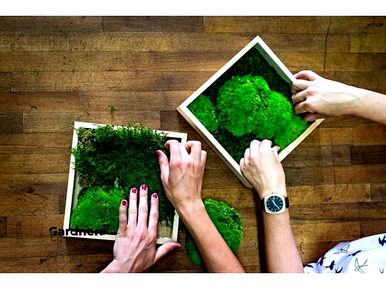 Moss is New Paint: How to Create Art with Moss